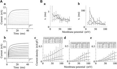 Capsaicin and Proton Differently Modulate Activation Kinetics of Mouse Transient Receptor Potential Vanilloid-1 Channel Induced by Depolarization